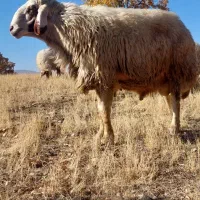 قوچ سنجابی بختیاری دورگه|حیوانات مزرعه|گهواره, |دیوار