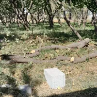 درخت و چوب|خدمات باغبانی و درختکاری|تبریز, |دیوار