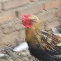 تعدادی خروس برهما بوقلمون نر سنگین وخروس گلین|حیوانات مزرعه|عجب شیر, |دیوار
