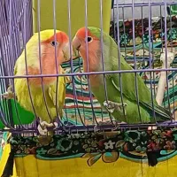 طوطی برزیلی جفت