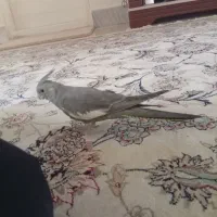 عروس هلندی نر دوماهه کاملا دستی
