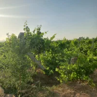 اگه-دنبال-باغی-جایی-نرو-500متر-باغ-کلا-270میلیون