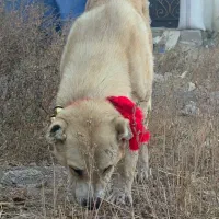 یه سگ|سگ|اردبیل, |دیوار