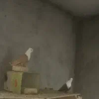 پنج جفت کله سفید زرد بدون کاکلی وکاکلی|پرنده|سبزوار, قلعهنو دهزار|دیوار