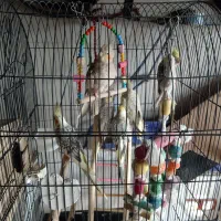 تعدادی عروس هلندی