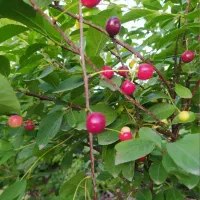 درخت میوه آلبالو کاج لاوسون  شمشاد طلایی  چمن|خدمات باغبانی و درختکاری|آستانه اشرفیه, |دیوار