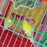 ی جفت مرغ عشق