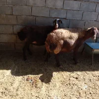 دو عدد میش ابستن|حیوانات مزرعه|کوهدشت, |دیوار