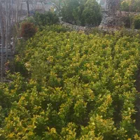 نهال درخت گل آپارتمانی باغچهای