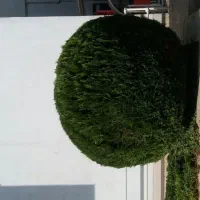 انجام کارهای فضای سبزوباغبانی|خدمات باغبانی و درختکاری|هشتگرد, هشتگرد قدیم|دیوار