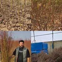 نهال های شناسنامه دار با کیفیت بالا|خدمات باغبانی و درختکاری|گرگان, |دیوار