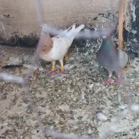 هفترنگ وکبود خطی وطوقی|پرنده|تاکستان, |دیوار