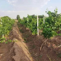 باغ انگور ۲۵۰۰ متری با انواع بوته بیدانه و شانی|فروش دفتر صنعتی، کشاورزی، تجاری|کرج, محمود آباد|دیوار