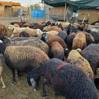 گله گوسفند میش افشاری بره|حیوانات مزرعه|اصفهان, بهارستان|دیوار