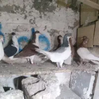 تعدادی کفتر رنگی پرشی به شرط تخم و پرنده...|پرنده|قزوین, |دیوار