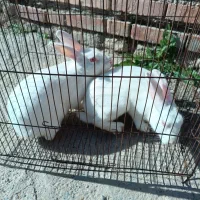 یه. جفت خرگوش بفروش می‌رسد|موش و خرگوش|گنبد کاووس, |دیوار