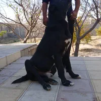 سگ خراسانی سرابی عراقی