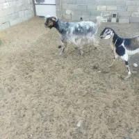 بزه|حیوانات مزرعه|جهرم, |دیوار