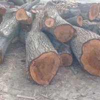 چوب گردو و چوب سقفی تیرچوبی