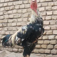 تخم مرغ لاری