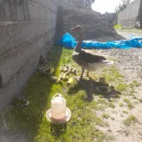 جوجه غاز با مادر