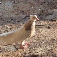 کبوتر|پرنده|کوزران, |دیوار