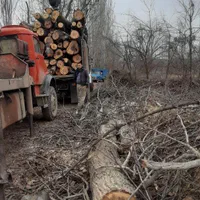 خرید وبرش انواع درخت