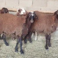 گوسفند ،بره ماده کاور بره