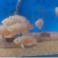 اسکار چهار بندی