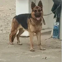 سگ ژرمن