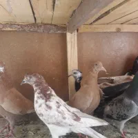 کبوتر