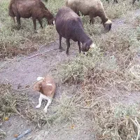 سگ گمشده