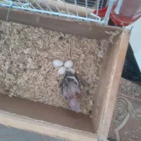 سه عدد عروس هلندی با تخم و جوجه و مرغ عشق|پرنده|فولادشهر, B5|دیوار