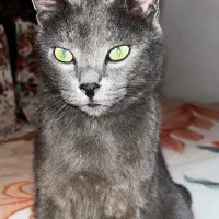 گربه خاکستری راشن