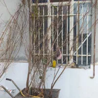 درخت گوجه سبز و غیره