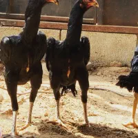 جوجه خروس و مرغ|حیوانات مزرعه|تبریز, |دیوار