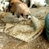 توله سگ عراقی