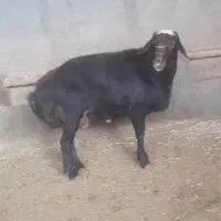 قوچ قره قزل|حیوانات مزرعه|شراء, |دیوار