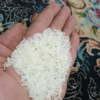 برنج فجر سوزنی به شرط|خوردنی و آشامیدنی|مزرعه کتول, |دیوار