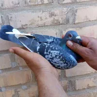 معاوضه  نر پلاکی با ماده