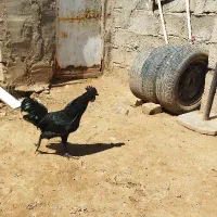 مرغ‌وخروس‌ایام‌سمانی