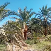 باغ کشاورزی|فروش دفتر صنعتی، کشاورزی، تجاری|ریگان, |دیوار