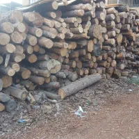 خرید و فروش چوب|خدمات باغبانی و درختکاری|جاجرود, |دیوار
