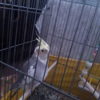 عروس هلندی|پرنده|وحیدیه, |دیوار