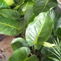 گل بابونه|آرایشی، بهداشتی، درمانی|بروجرد, |دیوار