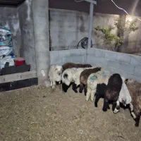 بره ۶ عدد نر زیر ۳۰ کیلوکیلویی ۷۴۰