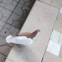 دو عدد کفتر شهری چپ