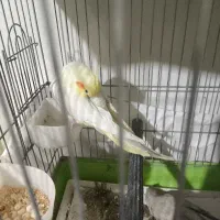 عروسی هلندی سالم اهویی  لوتینو با تخم و دستی