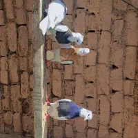 کبوتر طوقی|پرنده|تبریز, |دیوار