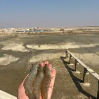 میگوی پرورشی